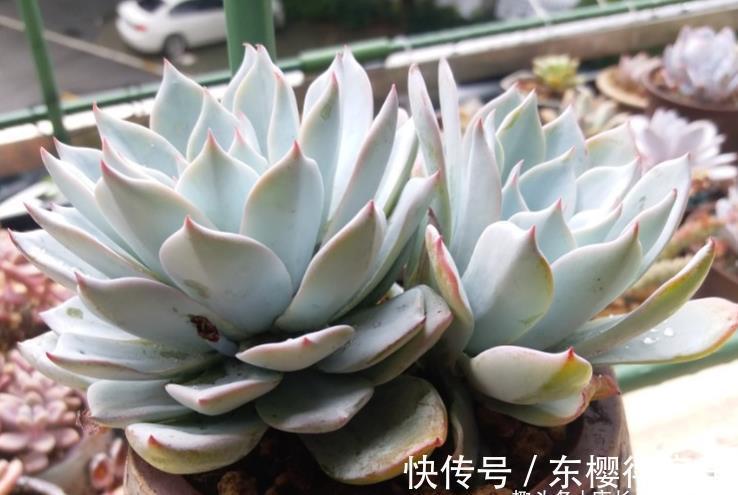 多肉蓝鸟有薄叶和厚叶之分,不过养护方式差不多,夏天度夏也不难