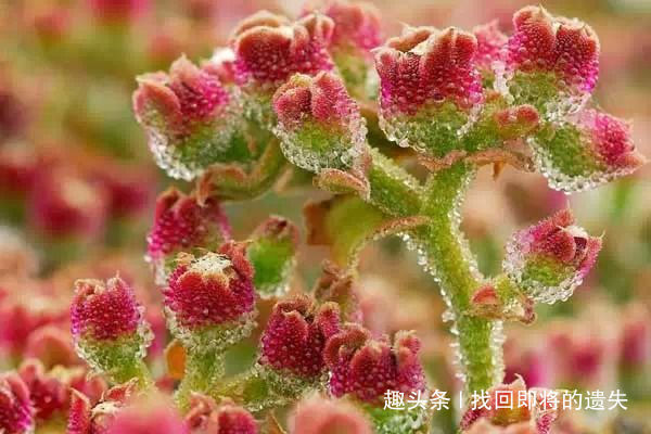 养生|深山农村人喜爱的3种野菜，不仅味道鲜美，用来养生也不错！