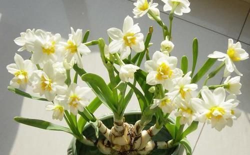 透露|花店老板不愿透露的3个养花小技巧,学会一生受用,养花新手必看