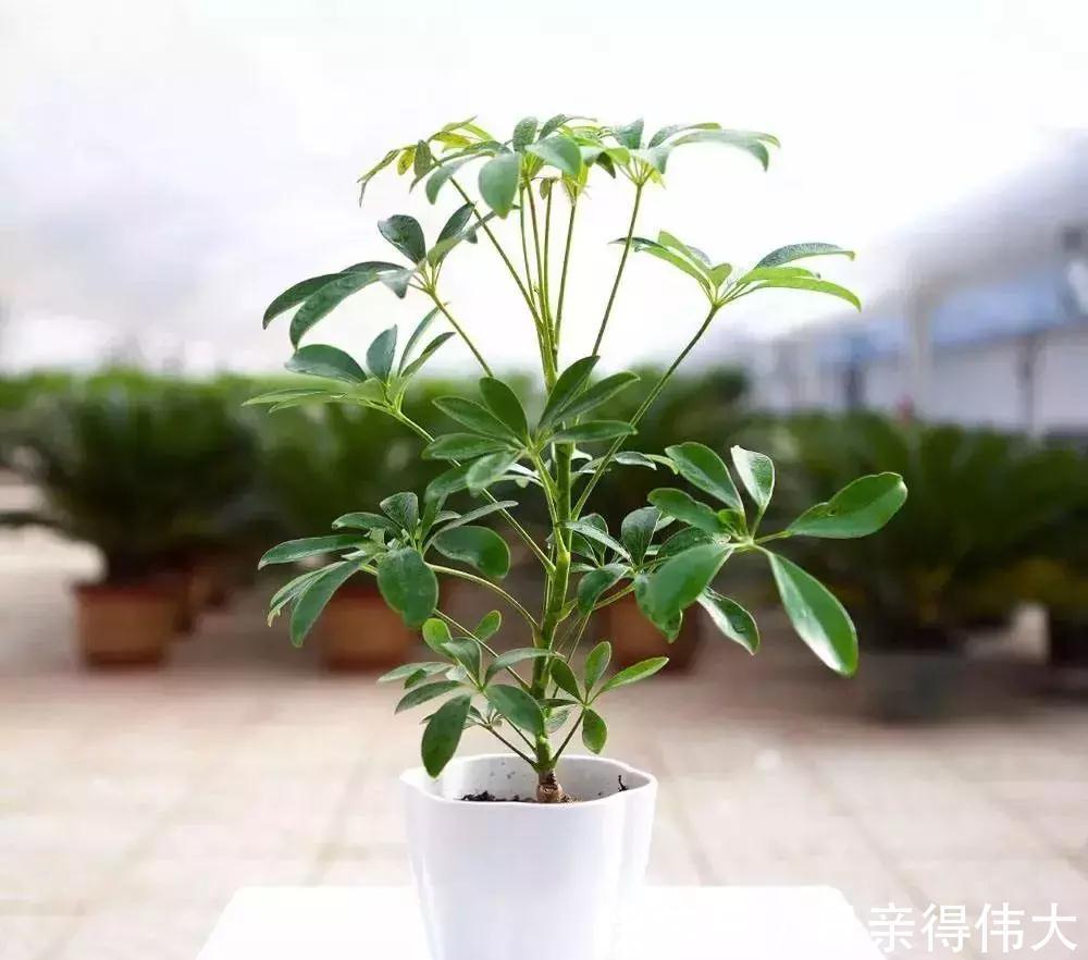 这些花是二手烟的克星,家里有烟鬼的,赶紧养几盆