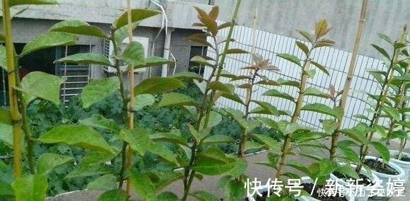 镇宅|3种“便宜花”这样养一养,一年变“老桩”,开花千朵还“镇宅”