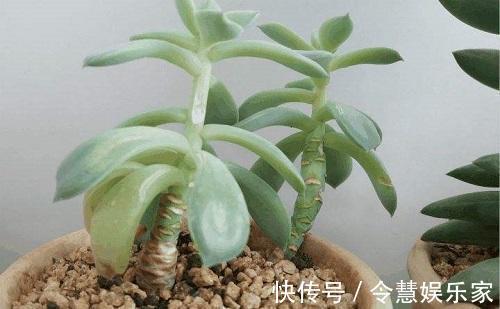 根系|养多肉要细心，长胡须还徒长就是有问题，教你3招正确处理