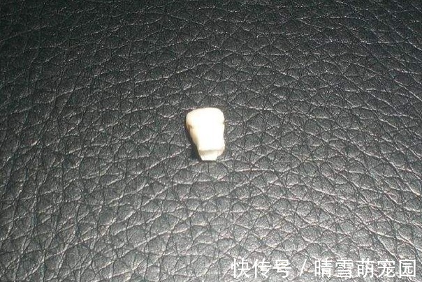 实验室|孩子退掉的乳牙,父母不要乱扔,关键时刻能救孩子一命!