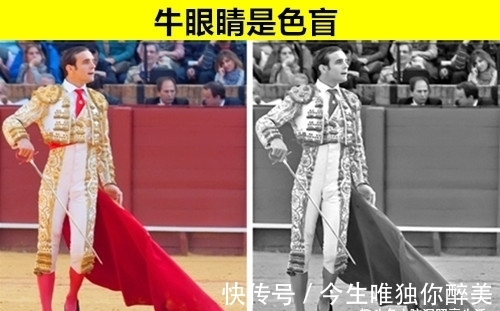 左撇子|即便“博学多识”的真学霸，也未必能知道的10个罕见事实