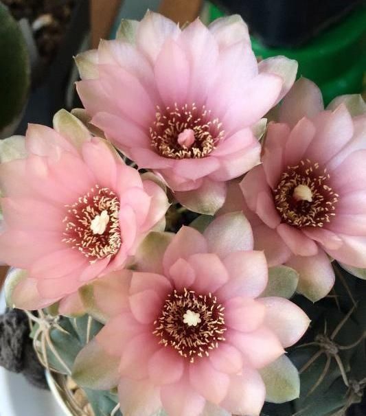 想让仙人球开花,就靠一个“虐”,憋出一窝花芽,养成繁花小老桩