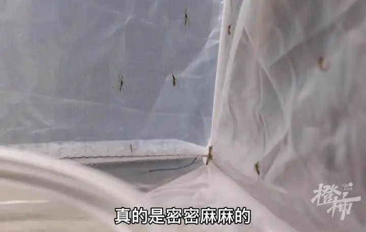 t恤|网红防蚊T恤,是智商税吗?