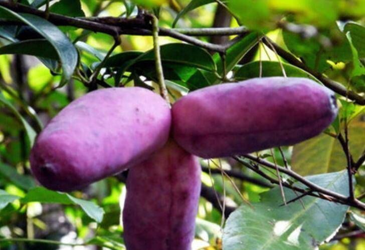 打赌|考验眼力的4种奇葩水果,指橙上榜,打赌你最多认识二种