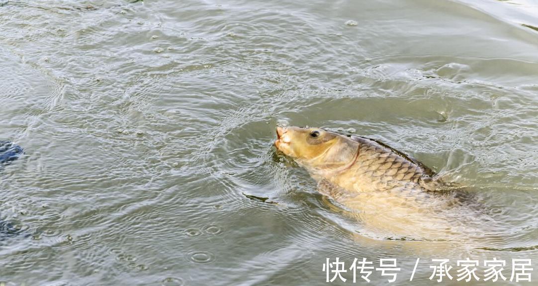 钓具|掌握黑鱼垂钓秘密，即使再凶猛的黑鱼也可以轻松钓到