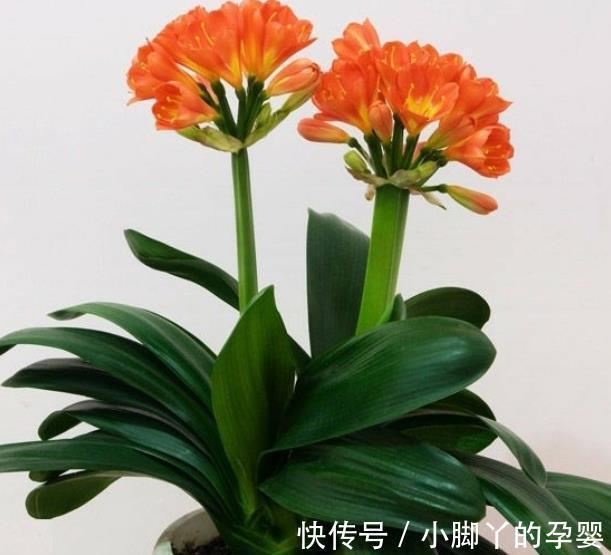 5款“长寿花”,摆在客厅上档次,越养价值越珍贵,值得拥有