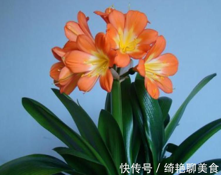 君子兰迟迟不开花别着急,几招催花方法,让君子兰砰砰开花