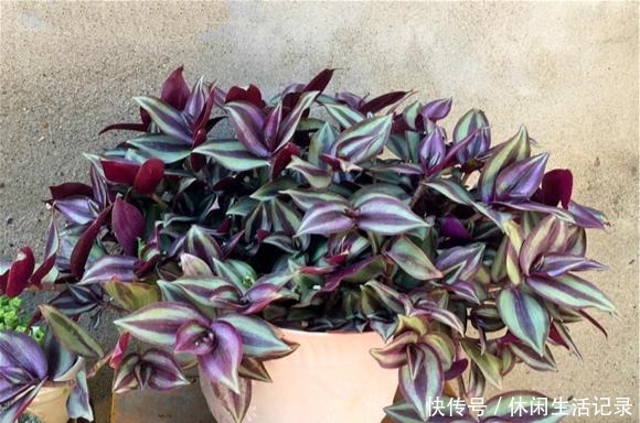 最好养的“草”,比“绿萝”长得快,房间再小也要养盆它,特漂亮!