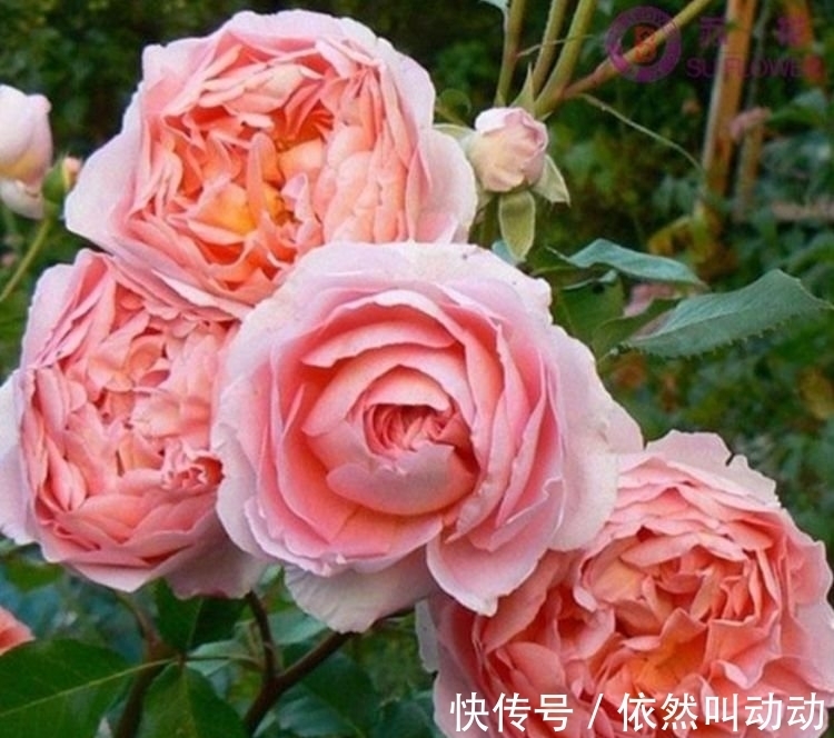 4种花养了就爆盆,好养易活开花漂亮,开花爆盆很容易