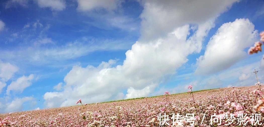 安哈镇|四川新晋荞麦花海，目前正是观赏期，花美人少免门票