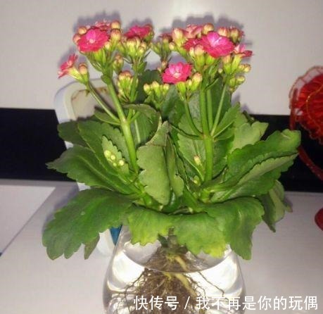 这“3种”植物在水中养,比在土壤生长“快几倍”,叶片更油绿!