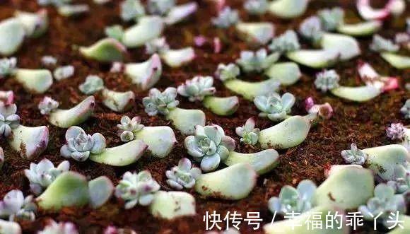 难怪刚入手的多肉会死,换盆时注意这4点,多肉一栽就活