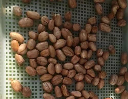 花生全身都是宝，丢在盆里，解决了太多养花难题！