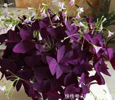 枝条|此6种漂亮花儿，遇土即活，一年四季常开花，花朵多，轻松养爆盆