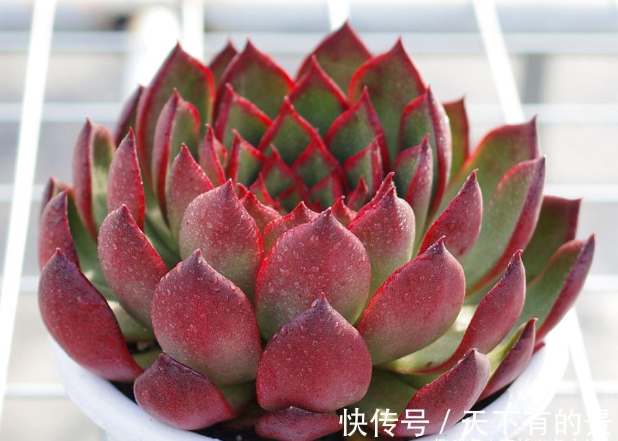 草原|没有草原我们也可以有野马——多肉野马东云,冬天红起来特别的野