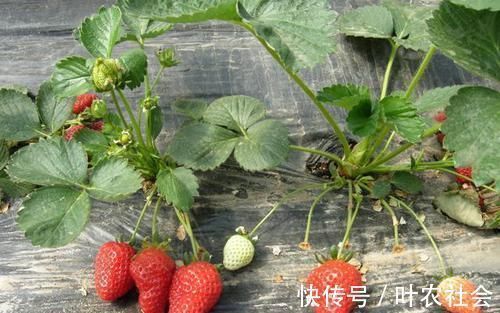 好处|孕妇可以吃草莓吗?吃草莓的好处要知道,并非补铁补血那么简单