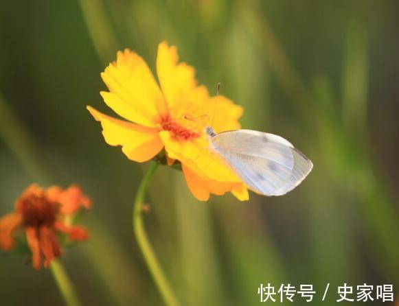 大丽花|10种菊花品种看看你见过多少