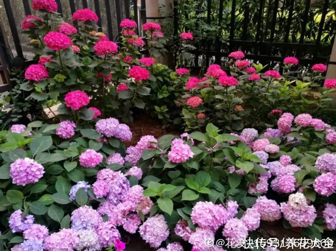 3种花“大花墙”，大门口随便种，年年都开爆