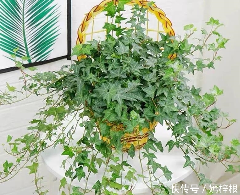 室内养花,10种绿植比花好看,随你挑