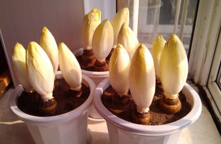 养花|不养花还可以种菜，栽1盆菊苣，既能观赏又能食用，好处多多