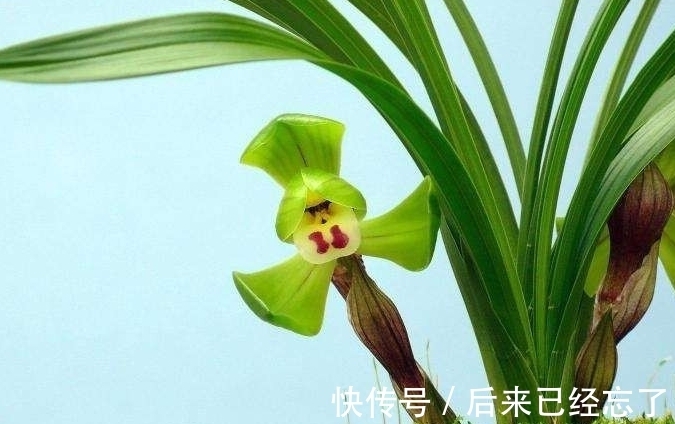 兰草促花有窍门，做好这5点，兰草花苞长得多，年年能开花