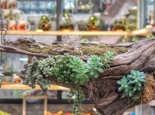 春天养多肉，3月“四预防”，多肉长得精神，“无病无虫”状态棒