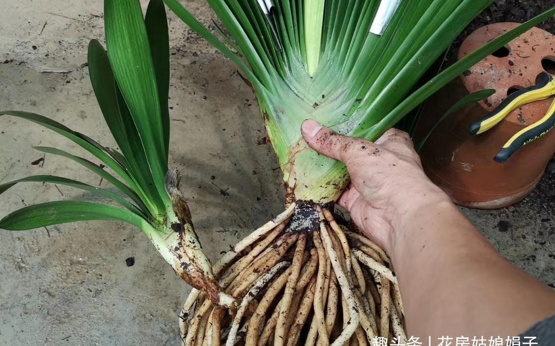 给君子兰换盆时，底肥不要乱加，会影响到正常的生长发育