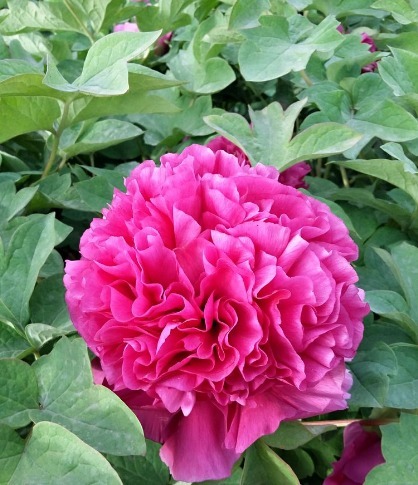 月季扦插不“生根”,什么步骤错了4步正确步骤详解,为你解惑