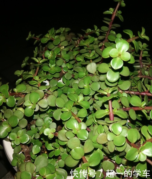 养了多年的雅乐之舞,竟然喷了药,花骗子套路果然很深!