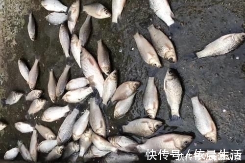 高手在民间,最新双铅通线单钩法,喜欢野钓别错过