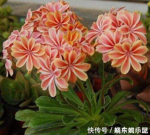 这一种花,四季开花持续不断,放一盆家里还驱蚊,漂亮又好养!