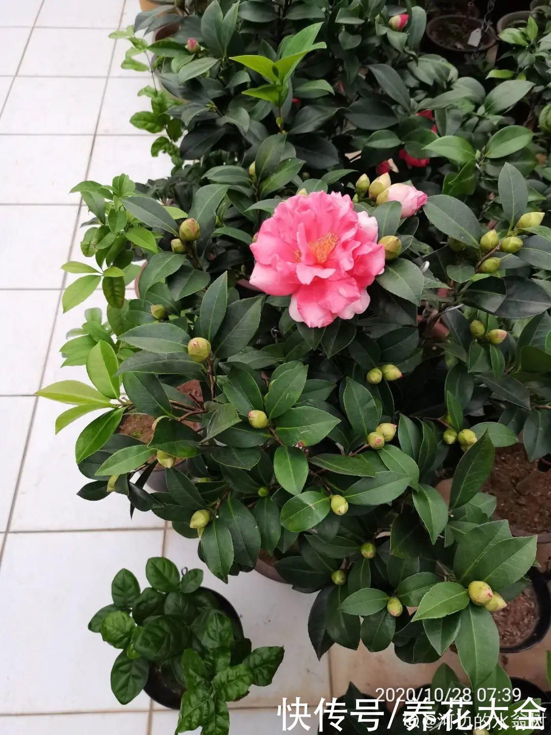 门前不栽竹,门后不留树,老祖宗传下来的养花谚语,特别准