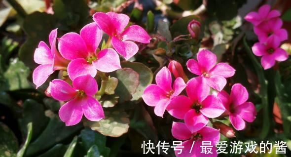 长寿花没长花苞，能不能剪？别剪，放个“大招”就可以了