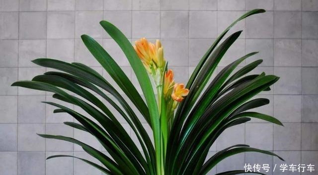 别给君子兰用啤酒了，用它才最“靠谱”的，叶片宽大油绿又整齐！