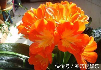 君子兰土|君子兰盆里加点东西,养几十年都不会烂根,年年都能开花爆盆