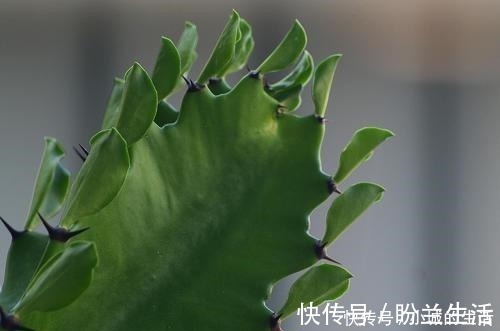 空气|这3种花长得丑,却能净化空气,摆在家里气势不小!