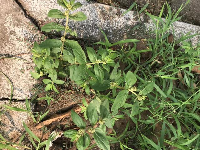 止痒|大飞扬草善于利湿止痒,还能通乳、解毒消肿,治疗多种炎症