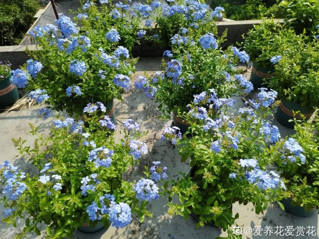 棒棒糖|从养花大神家，偷来3个爆花技巧，快学，24小时后删