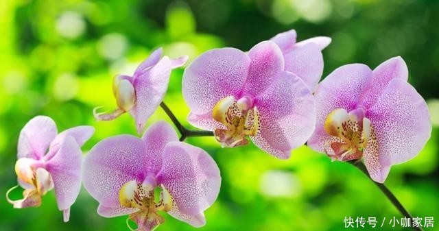 技巧|兰花栽种的3个技巧,大大提高成活率!