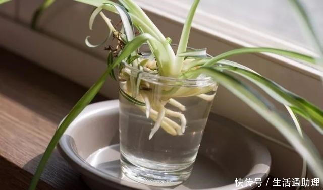 吊兰促进长匍匐分枝的秘诀，茎叶枯萎要怎么解救！