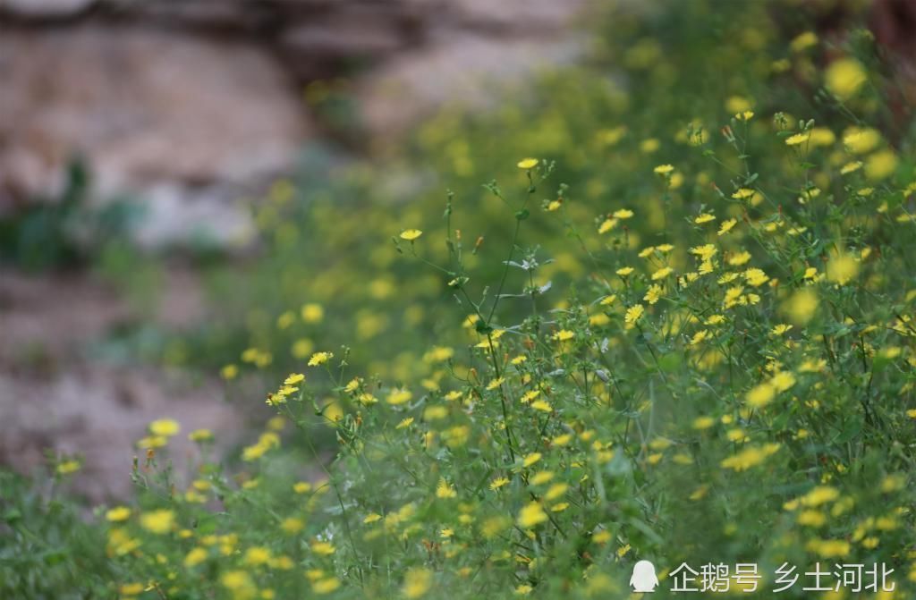 76岁老汉携老伴儿住在山巅，房屋距今200年，与世无争似神仙