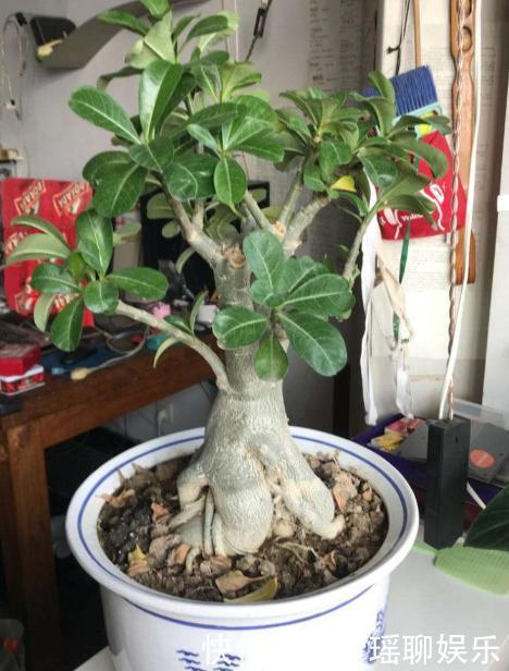 叶片|3种长着“大肚子”的花,长时间不浇水,也能叶片油绿,开花爆盆