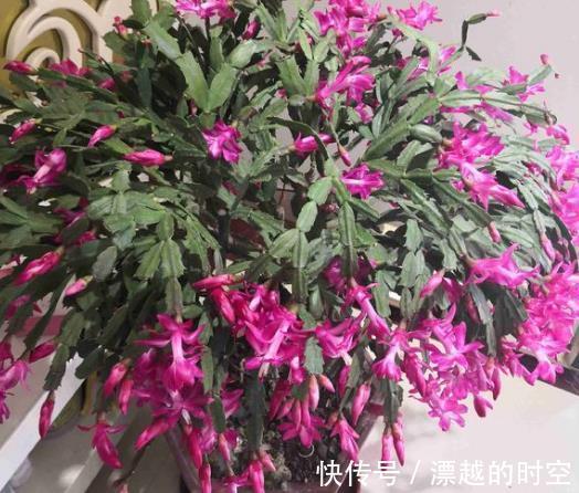 此种“溶液”浇蟹爪兰,7天“浇1次”,1盆冒出60个花苞!