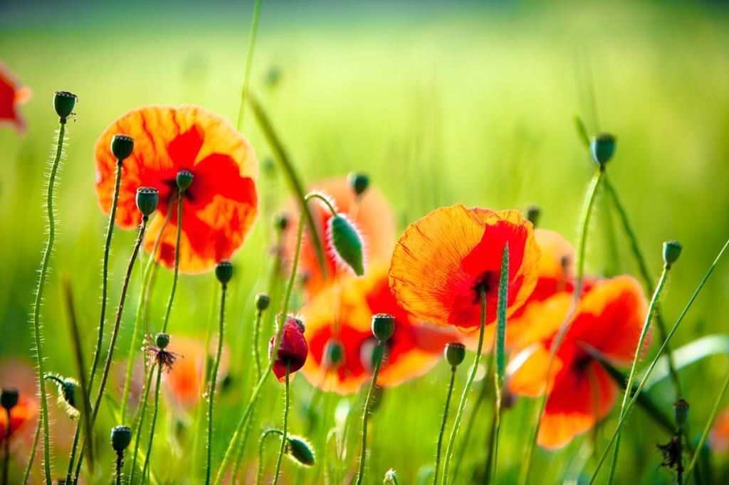 此花是项羽和虞姬的爱，是相守永远的见证，就像是起舞的美人