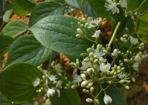 生命力顽强的几款花卉,耐寒耐旱,花姿俊秀,好养漂亮