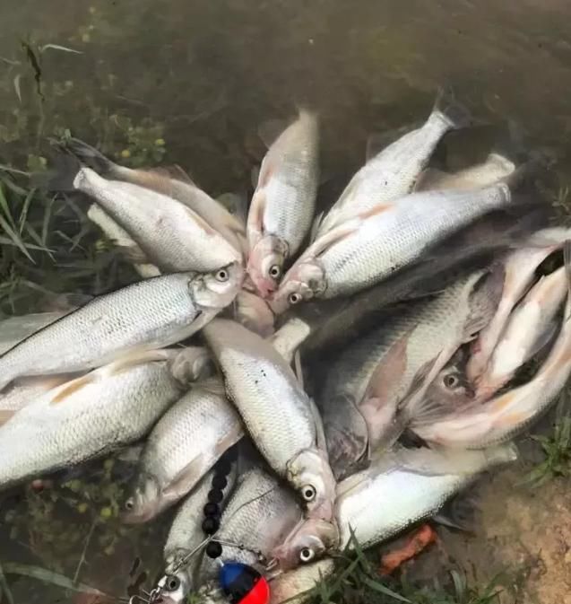垂钓|一夜钓几百斤翘嘴！泥鳅钓法再引骂战，有人支持有人怒骂