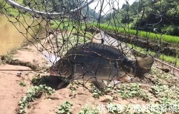 钓鱼|小伙钓鱼发现鱼不对，仔细一看鱼身没有鳞，吓得后背冒汗直接放生